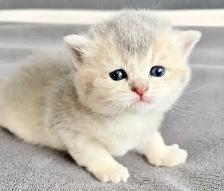 Purebred Scottish Fold Kittens - Photo 7