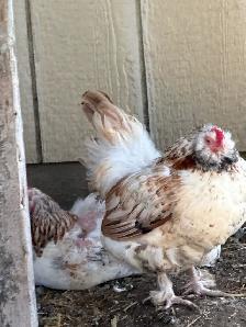 Selling Mixed Flock Purebreds