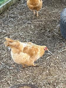 Selling Mixed Flock Purebreds - Photo 2