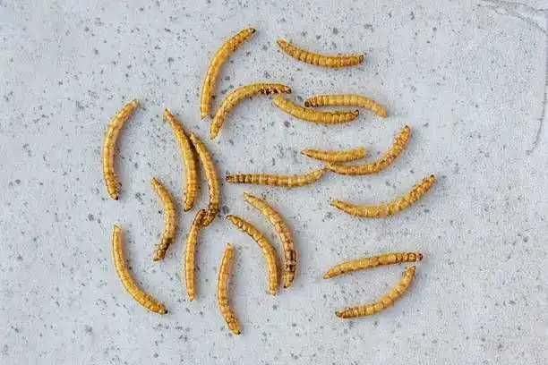 free mealworms
