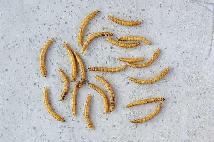 free mealworms