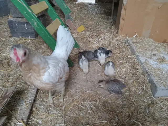 old english game bantam hen with 5 chicks!