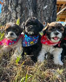 Farm Raised Cocker Spaniel Shih Tzu Puppies