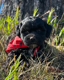 Farm Raised Cocker Spaniel Shih Tzu Puppies - Photo 2