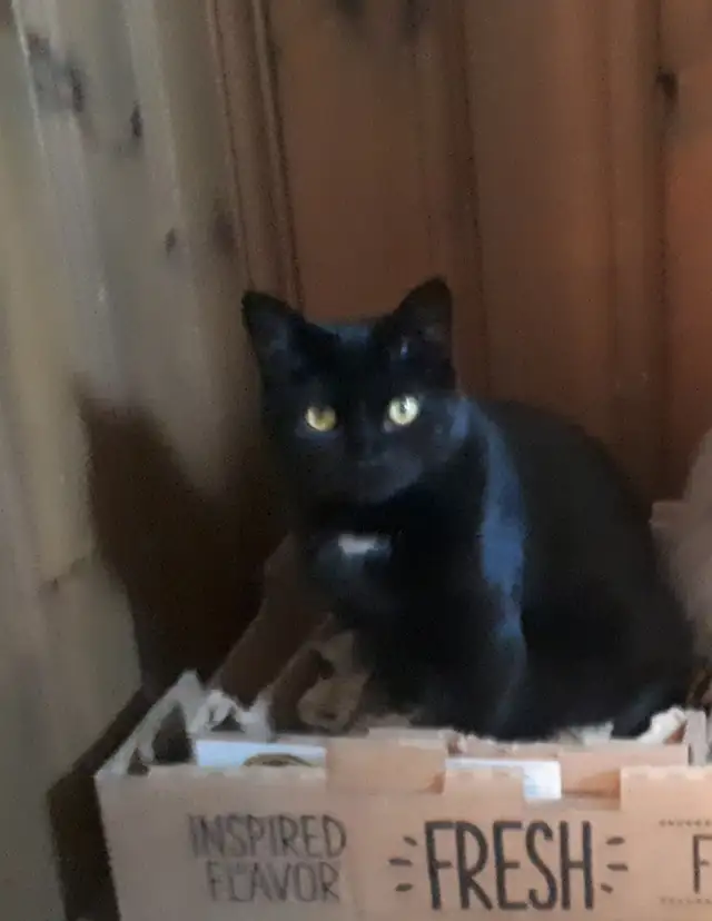 Missing cat