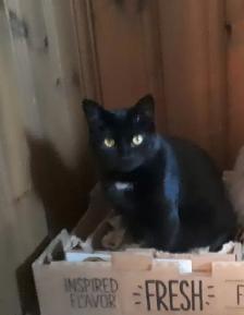 Missing cat