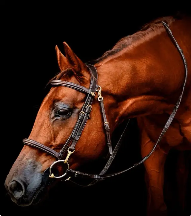Gorgeous Tallented OTTB Gelding