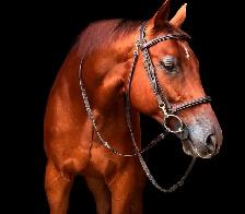 Gorgeous Tallented OTTB Gelding - Photo 2