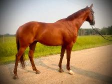 Gorgeous Tallented OTTB Gelding - Photo 3