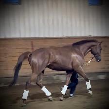 Gorgeous Tallented OTTB Gelding - Photo 4