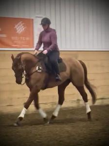 Gorgeous Tallented OTTB Gelding - Photo 5