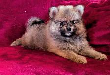 purebred Pomeranian ♥️ 579-366-2929♥️ - Photo 2
