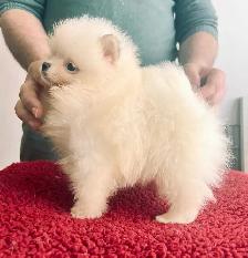 purebred Pomeranian ♥️ 579-366-2929♥️ - Photo 3