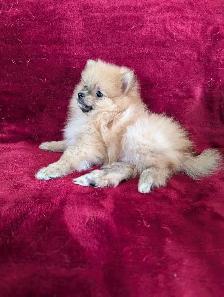 purebred Pomeranian ♥️ 579-366-2929♥️ - Photo 4