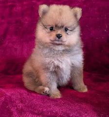 purebred Pomeranian ♥️ 579-366-2929♥️ - Photo 5