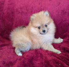 purebred Pomeranian ♥️ 579-366-2929♥️ - Photo 6