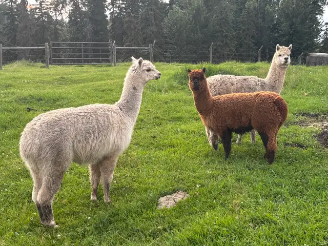 Female Alpacas