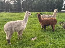 Female Alpacas
