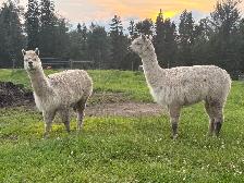 Female Alpacas - Photo 2
