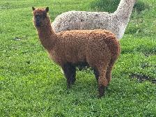 Female Alpacas - Photo 3