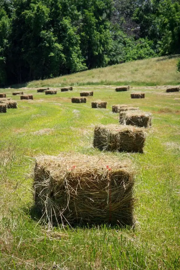 Broom grass square bales $9 each