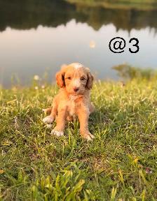Mini Aussiedoodle puppies - Photo 6