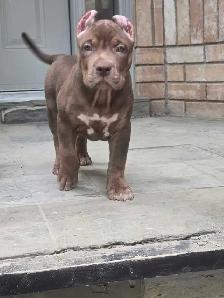 XL Chocolate ABKC Puppies - Photo 2