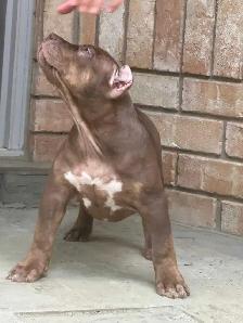 XL Chocolate ABKC Puppies - Photo 3