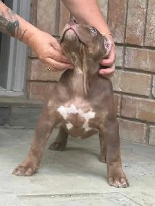 XL Chocolate ABKC Puppies - Photo 4