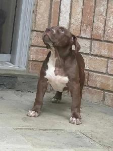 XL Chocolate ABKC Puppies - Photo 7