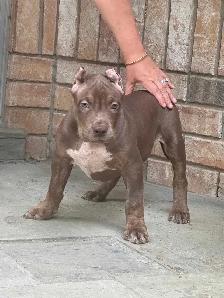 XL Chocolate ABKC Puppies - Photo 8