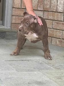 XL Chocolate ABKC Puppies - Photo 9