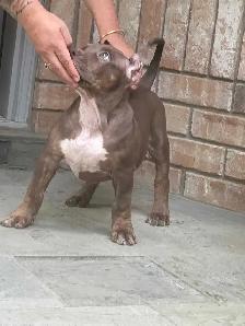 XL Chocolate ABKC Puppies - Photo 10