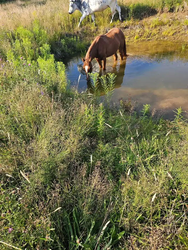 horse none sure the age