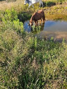 horse none sure the age