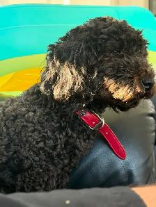 1 year old Boy Maltipoo