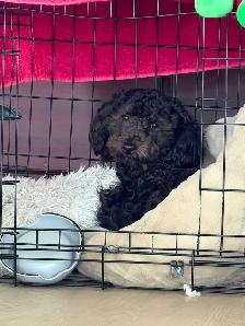 1 year old Boy Maltipoo - Photo 2