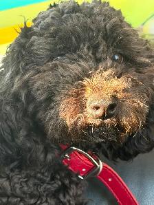 1 year old Boy Maltipoo - Photo 3