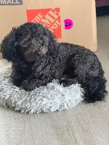 1 year old Boy Maltipoo - Photo 4