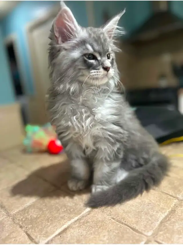 Maine coon Pure Bred male kitten