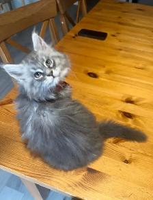Maine coon Pure Bred male kitten - Photo 2