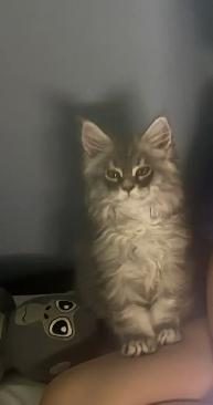 Maine coon Pure Bred male kitten - Photo 3