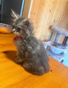Maine coon Pure Bred male kitten - Photo 4