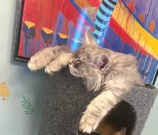 Maine coon Pure Bred male kitten - Photo 5