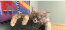 Maine coon Pure Bred male kitten - Photo 7