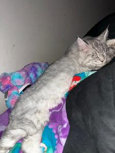Maine coon Pure Bred male kitten - Photo 8