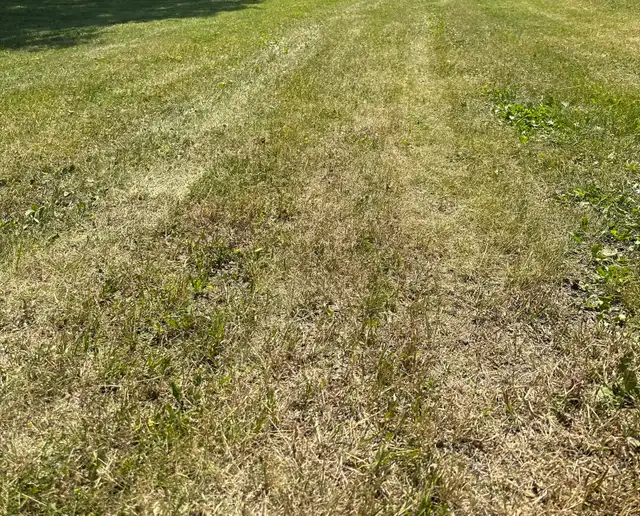residential grass cutting