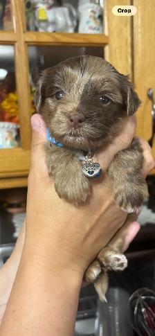 Maltipoo puppies!