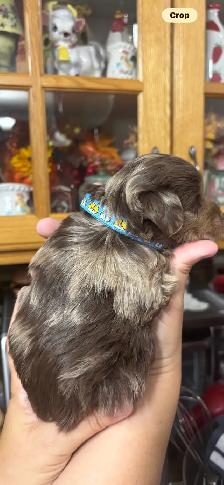 Maltipoo puppies! - Photo 2