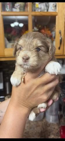 Maltipoo puppies! - Photo 3